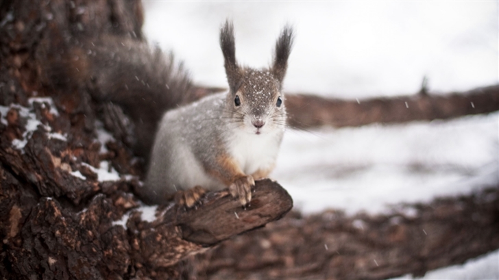 Squirrel Winter Mac Wallpaper