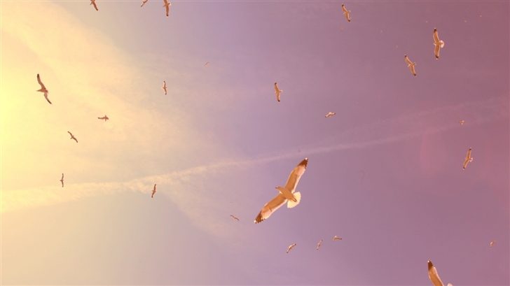 Flying Seagulls Mac Wallpaper