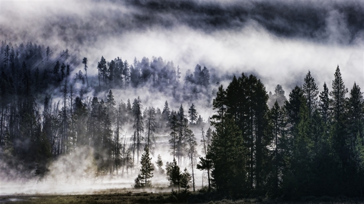 Foggy Forest Mac Wallpaper