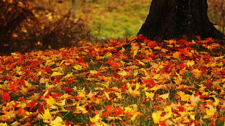 Red And Yellow Autumn Leaves Mac Wallpaper