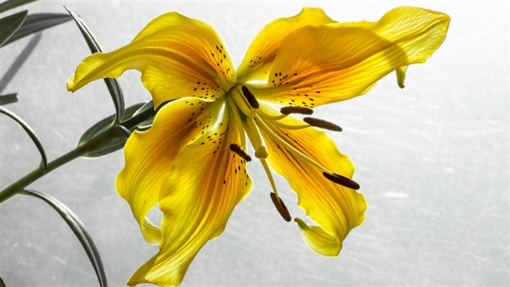 The Yellow Lily Mac Wallpaper