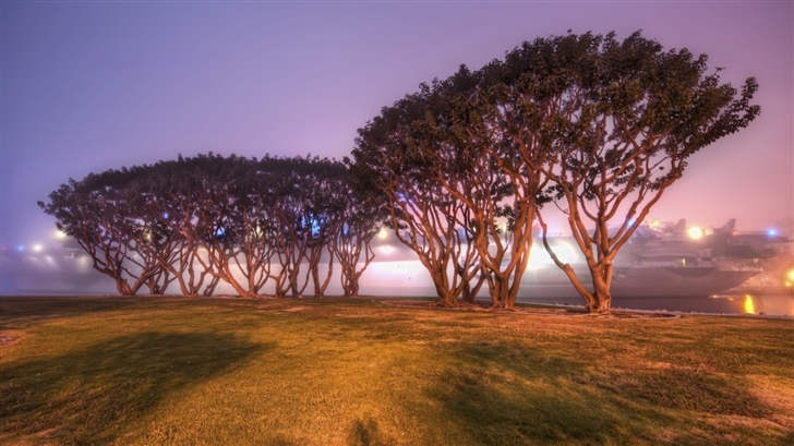 Trees In San Diego Mac Wallpaper