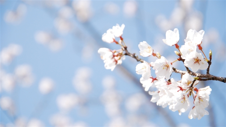 Cherry Blossom And Blue Sky Mac Wallpaper