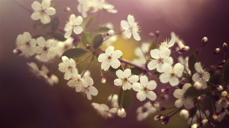 Cherry Plum Flowers Springtime Mac Wallpaper
