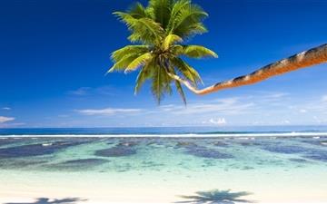 Palm Tree Over Tropical Beach All Mac wallpaper