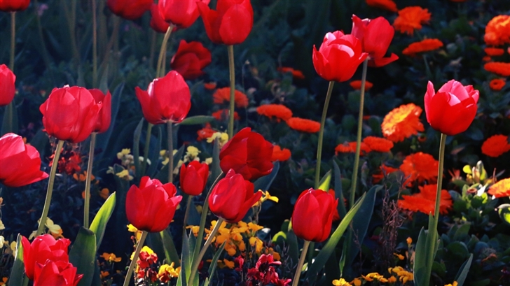 Red Tulips Mac Wallpaper