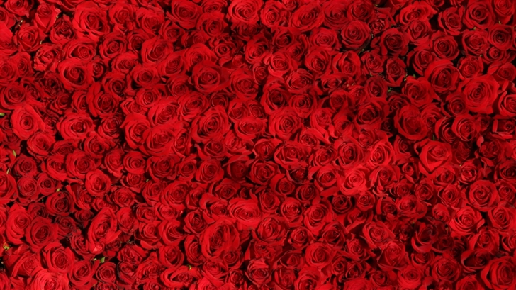 Love Red Roses Background Mac Wallpaper