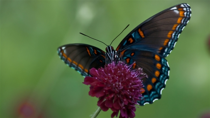 Swallowtail Butterfly Mac Wallpaper