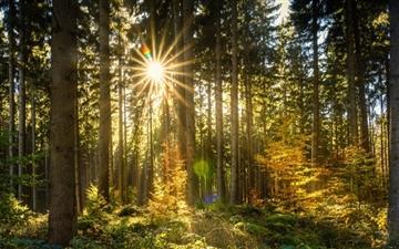 Morning Sun Rays Forest All Mac wallpaper