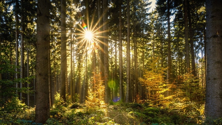 Morning Sun Rays Forest Mac Wallpaper