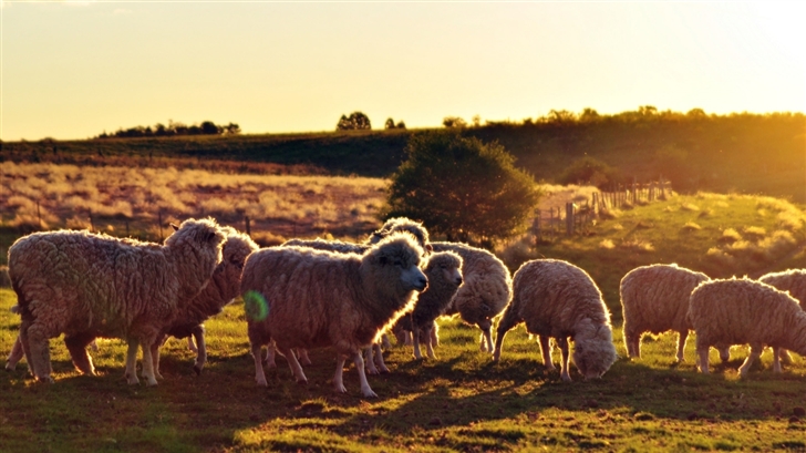 Sheeps In The Sun Mac Wallpaper