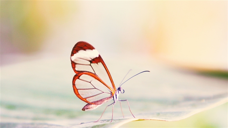 Transparent Wings Butterfly Mac Wallpaper