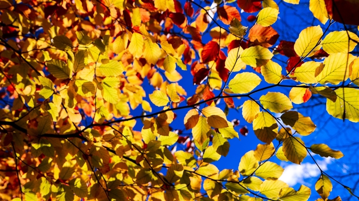 Blue Sky Yellow Leaves Mac Wallpaper