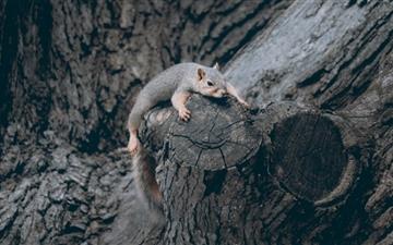 Exhausted Squirrel All Mac wallpaper