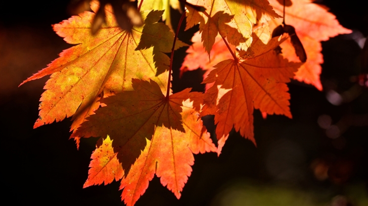Autumn Leaves Mac Wallpaper