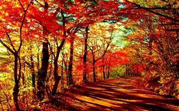 Autumn Forest All Mac wallpaper