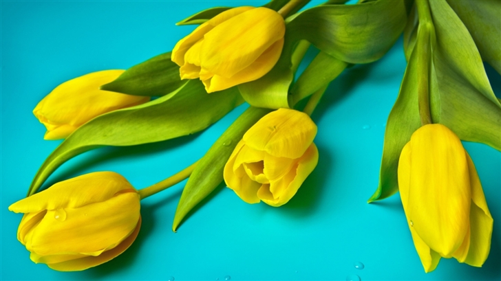 Beautiful Yellow Tulips Mac Wallpaper