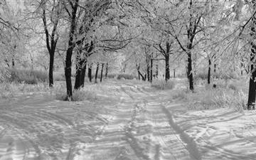Trails In The Snow Winter All Mac wallpaper