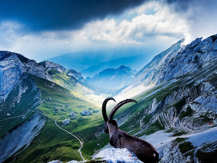 Goat At Mount Pilatus Mac Wallpaper