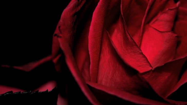Dark Romantic Red Rose Mac Wallpaper