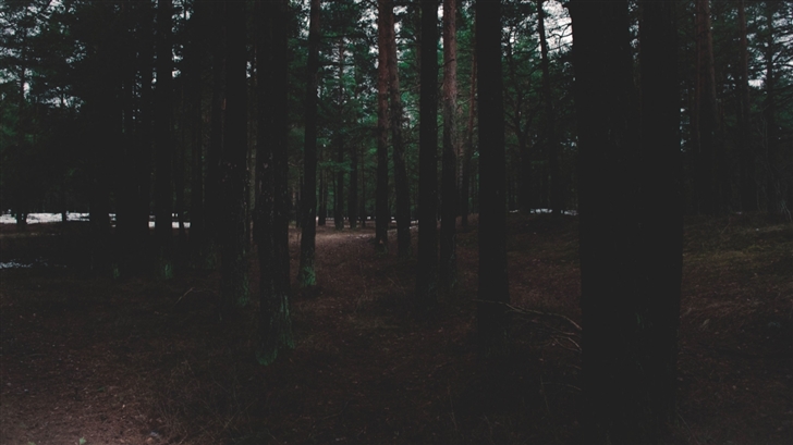 The Forest Mac Wallpaper