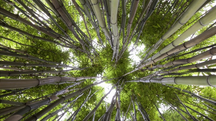 Looking Up In A Bamboo Forest Mac Wallpaper