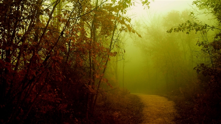 Misty Path Mac Wallpaper