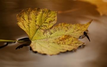 Autumn Leaf Floating On Water All Mac wallpaper