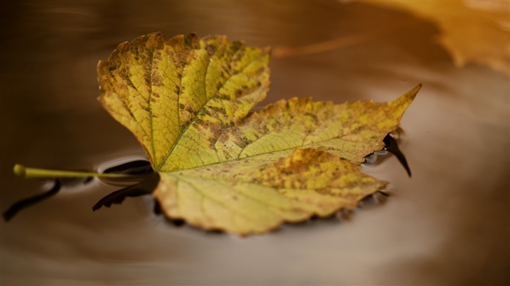 Autumn Leaf Floating On Water Mac Wallpaper