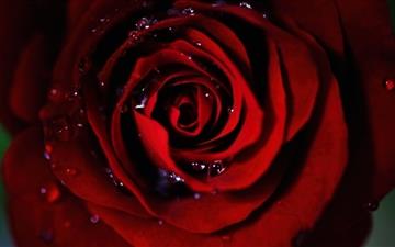 Dark Red Rose MacBook Air wallpaper