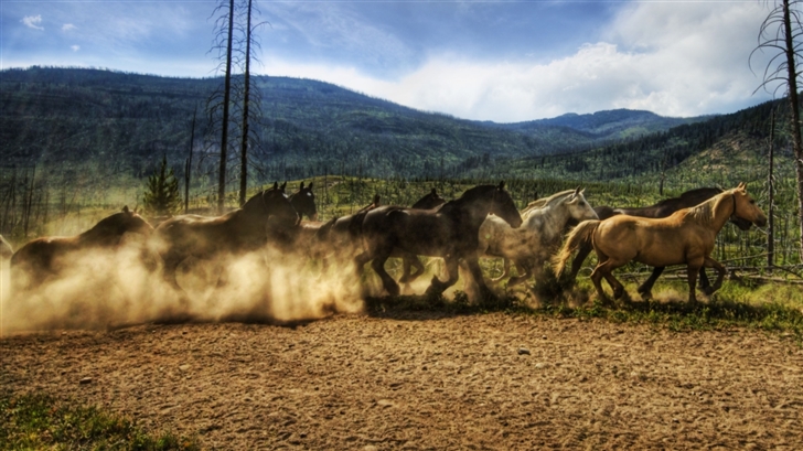 Horses Running Mac Wallpaper