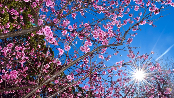 Cherry Blossom Mac Wallpaper