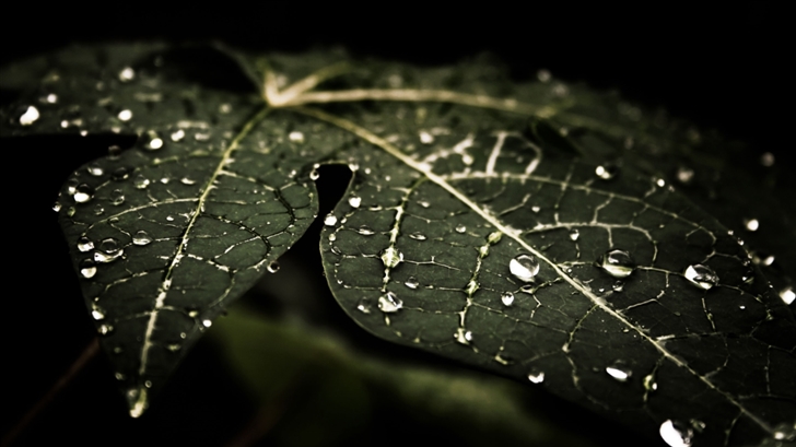 Leaf Droplets Mac Wallpaper