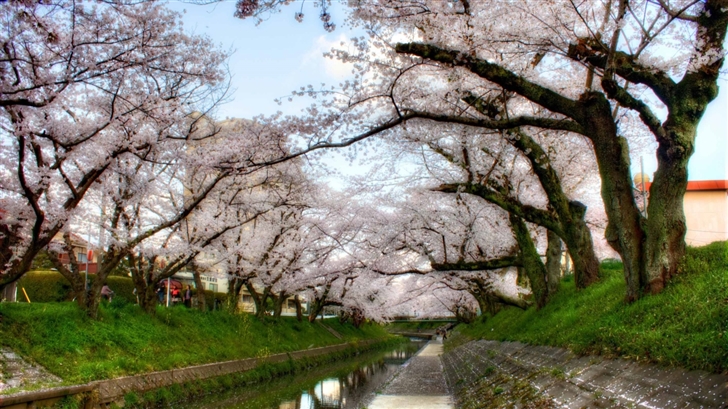 Under Sakura Trees Mac Wallpaper