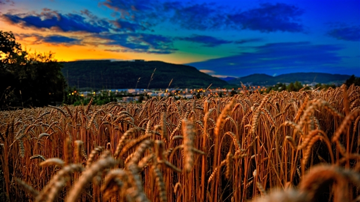 Wheat Field At Twilight Mac Wallpaper