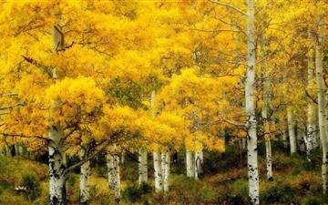 Yellow Birch Autumn All Mac wallpaper