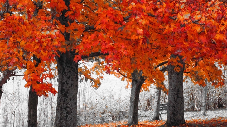 Autumn Series Mac Wallpaper