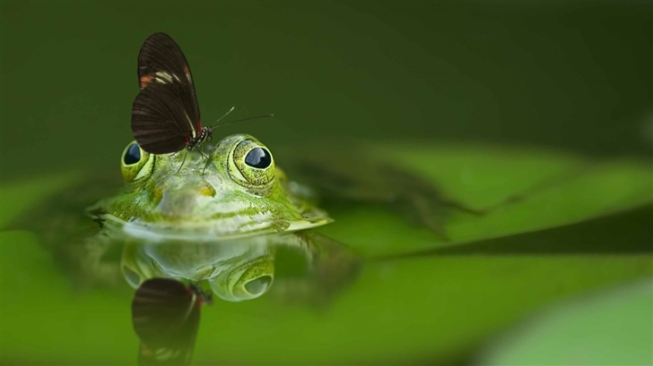 Butterfly On A Frog Mac Wallpaper