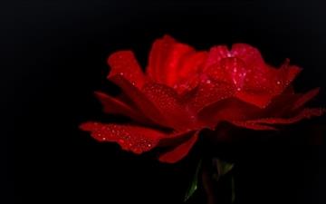 Dewdrops On A Red Rose All Mac wallpaper