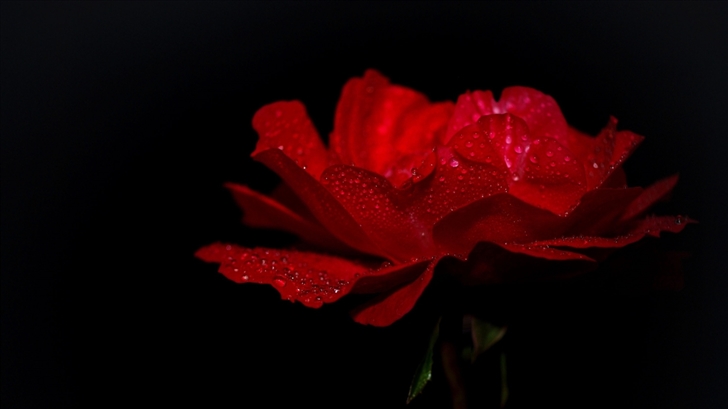 Dewdrops On A Red Rose Mac Wallpaper