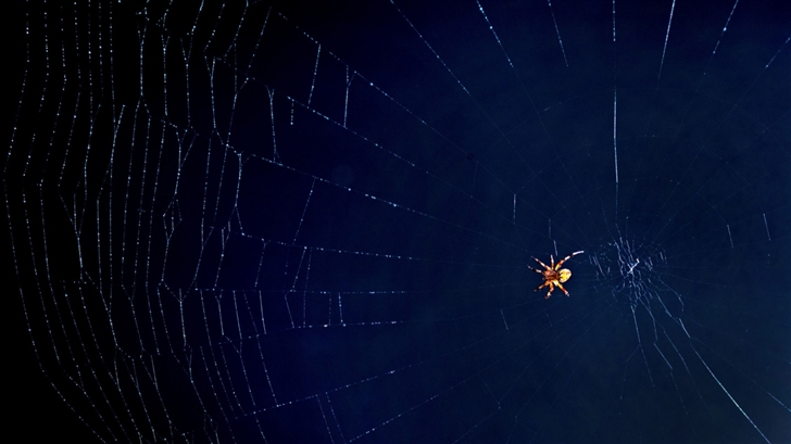 Oh What A Tangled Web We Weave Mac Wallpaper