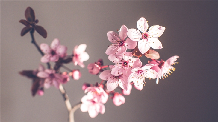 Pink Spring Flowers Mac Wallpaper