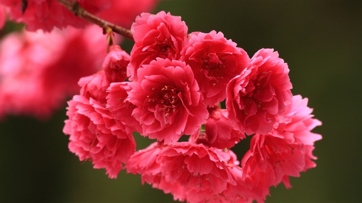 Red Spring Flowers Mac Wallpaper