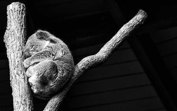 Koala Taking A Nap All Mac wallpaper