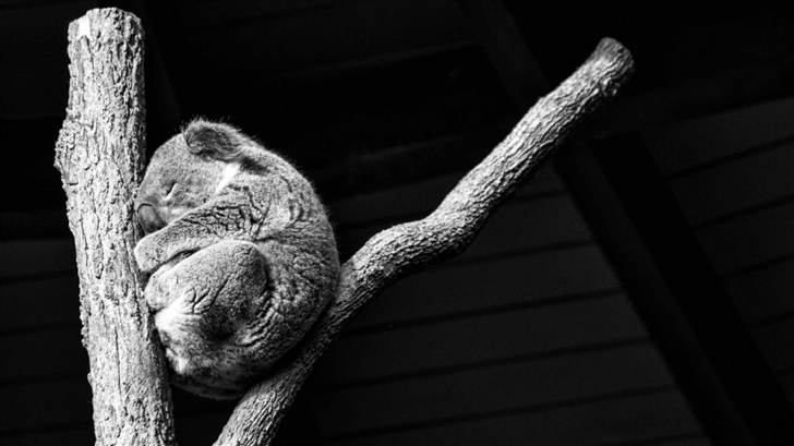 Koala Taking A Nap Mac Wallpaper