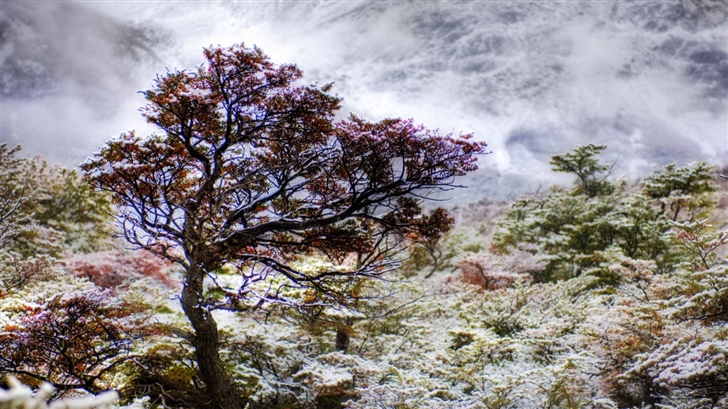 Patagonia Tree Mac Wallpaper