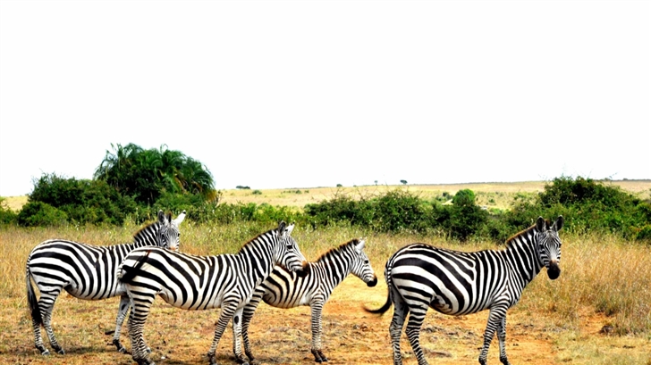 Zebras Lined Up Mac Wallpaper