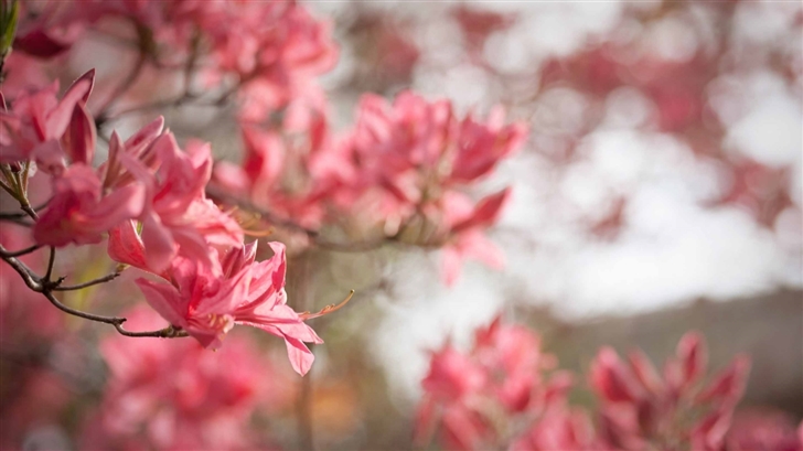 Azaleas Bloom In Spring Mac Wallpaper