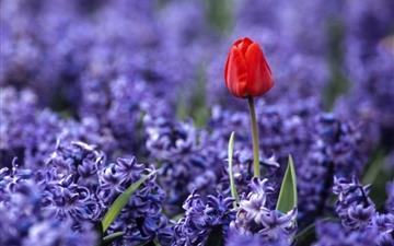 Red tulip and hyacinths All Mac wallpaper