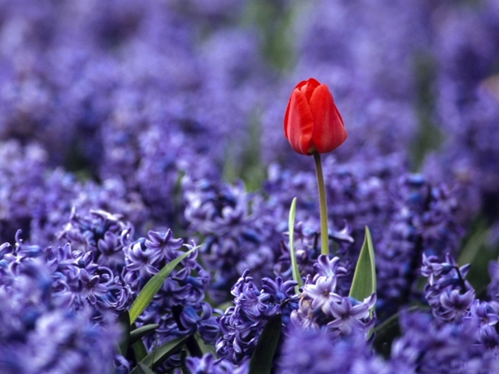 Red tulip and hyacinths Mac Wallpaper